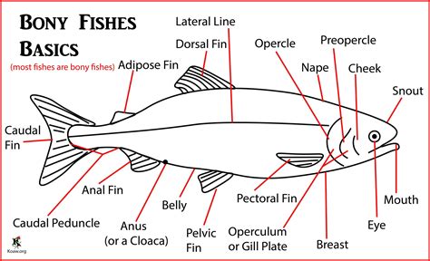 Bony Fish Anatomy, Characteristics & Examples .